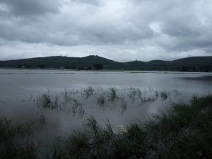 Paddy fields seen flooded (Photo: HURFOM)