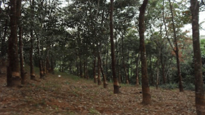 A rubber plantation in Ye Township, Mon State (Photo: IMNA)