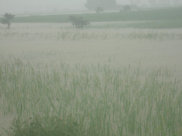 flooding paddy fields in Mon State ( Photo: IMNA )