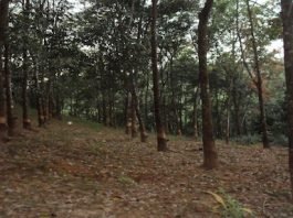 A rubber plantation in Ye Township, Mon State (Photo: IMNA)