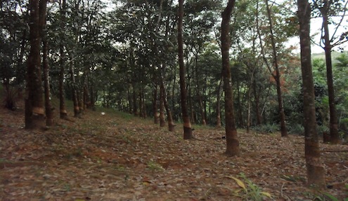 A rubber plantation in Ye Township, Mon State (Photo: IMNA)