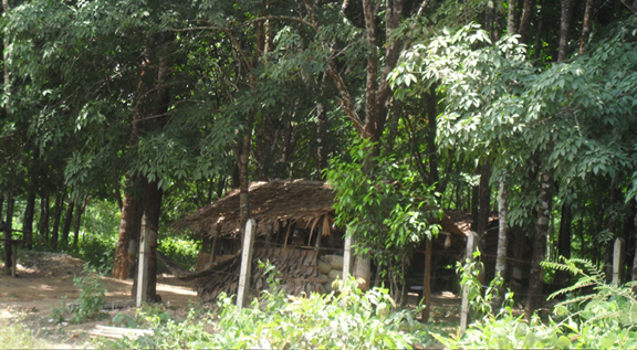Rubber plantation in Mon State, to Which the Burmese Army Likes to Confiscate