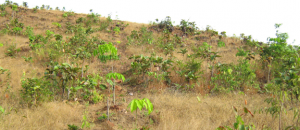 Rubber Field in Mudon Township Mon State