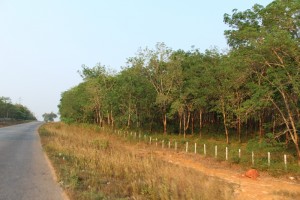 Photo caption: Vacant land bought alongside Moulmein-Ye Highway (Photo: MNA)