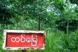 The sign read "Army Land" (in Burmese), in rubber plantation confiscated by the army  (photo: HURFOM)