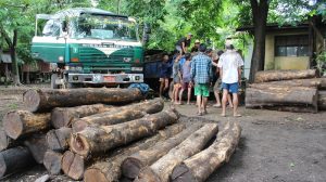 Seized teak logs (Photo: MNA/Mon Htaw)