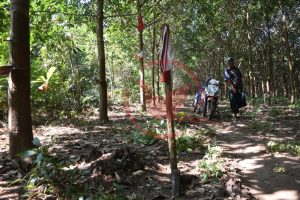 An area of rubber plantation where the electricity poles will pass through (Photo: MNA)
