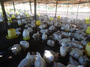 A Poultry farm in Mawlamyine Township (Photo: MNA)