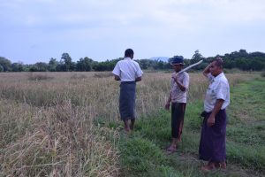 Drying rice paddy fields before harvest season (photo:MNA)