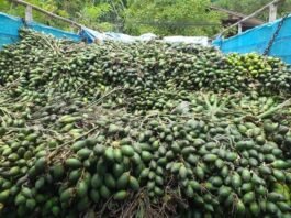 Experts Warn Excessive Harvesting of Young Betel Nuts could Harm Long-Term Production