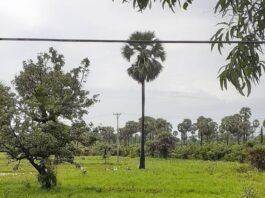 Large Areas of Farmland Left Uncultivated Across Mon State